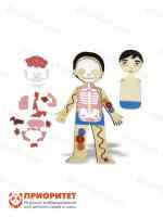 Бизиборд «Строение тела»