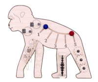 Бизиборды + Набор бизибордов «Джунгли зовут»